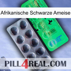 African Black Ant new04